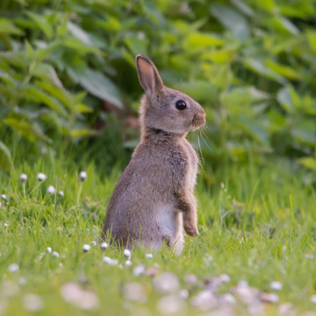 Comment protéger votre jardin des lapins